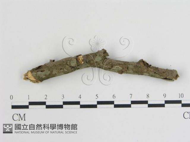 登錄號:F0003593藏品圖，第1張