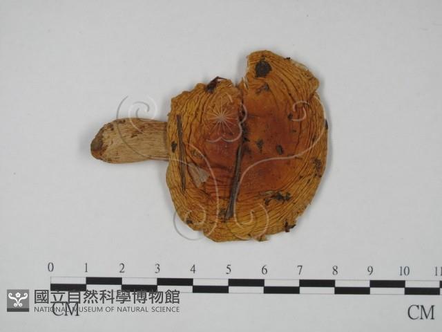 登錄號:F0013593藏品圖，第1張