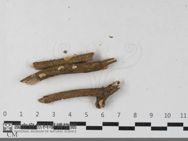 登錄號:F0033593藏品圖，第1張
