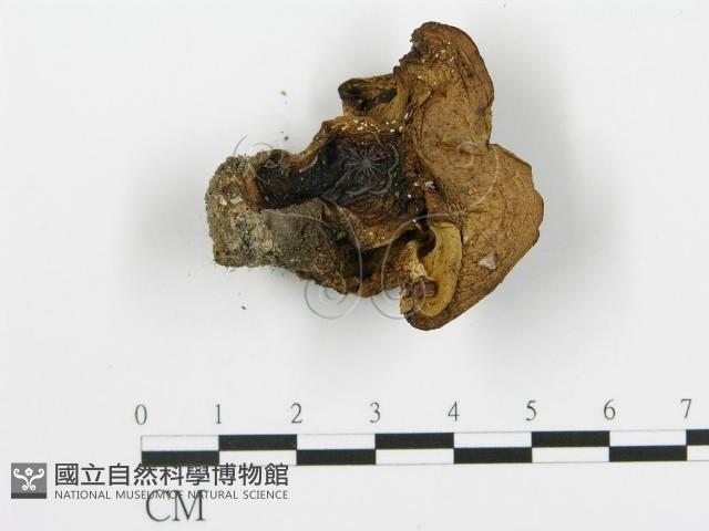 登錄號:F0008193藏品圖，第1張