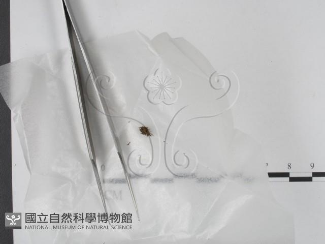 登錄號:F0020193藏品圖，第1張