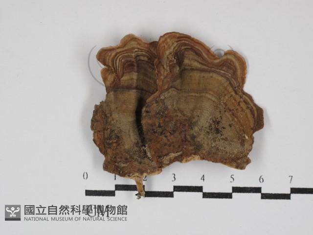 蠔韌革菌藏品圖，第1張