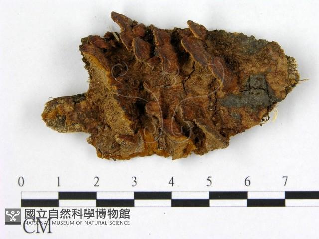 登錄號:F0006193藏品圖，第1張