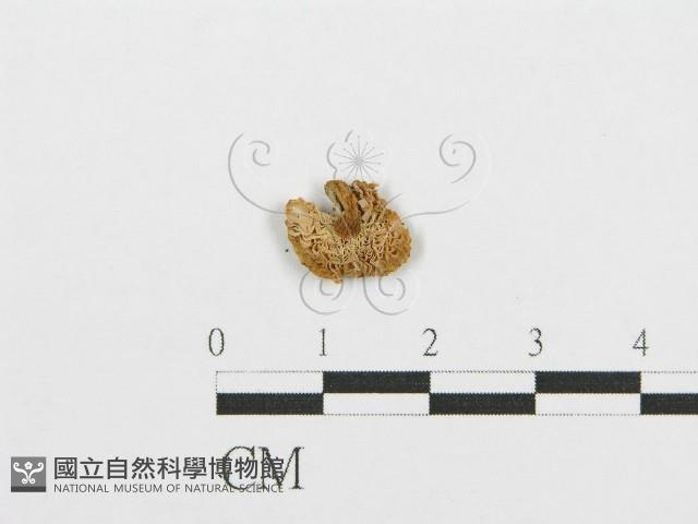 紅菇屬藏品圖，第1張