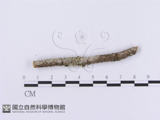 登錄號:F0001193藏品圖，第1張