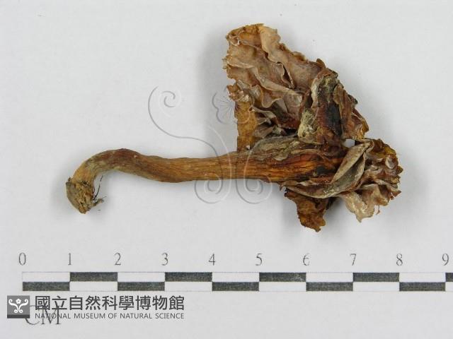 紅菇屬藏品圖，第1張