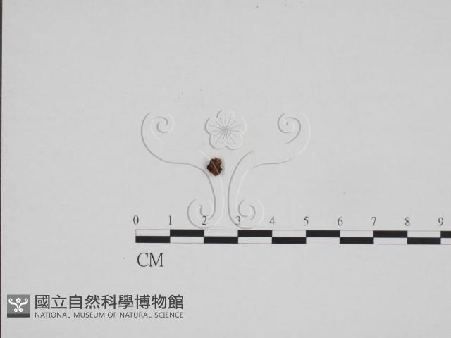 登錄號:F0024193藏品圖，第1張