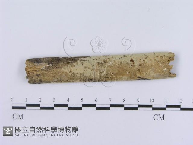 登錄號:F0004193藏品圖，第1張