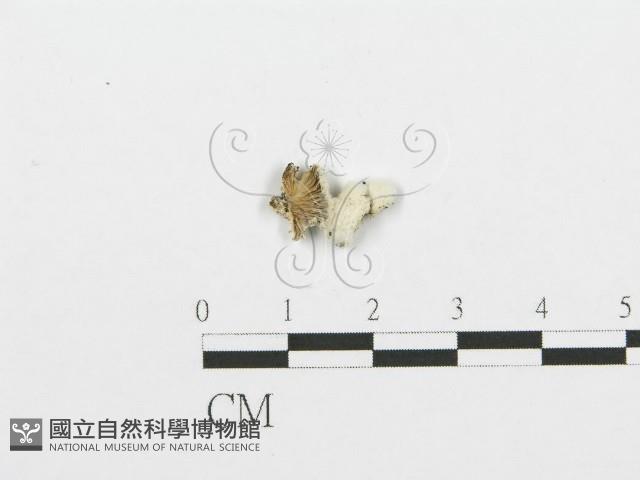 裂褶菌藏品圖，第1張