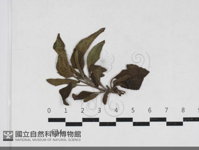 登錄號:F0034193藏品圖，第1張