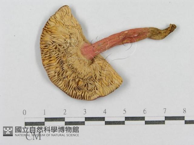 紅菇屬藏品圖，第1張