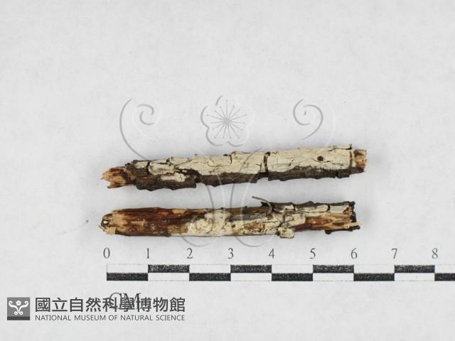 登錄號:F0027193藏品圖，第1張