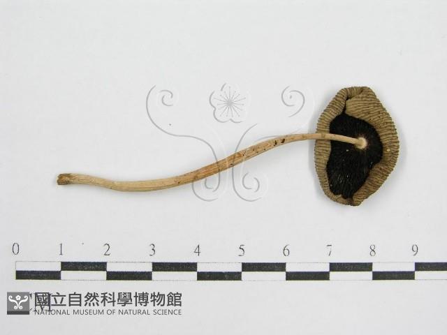 鬼傘屬藏品圖，第1張