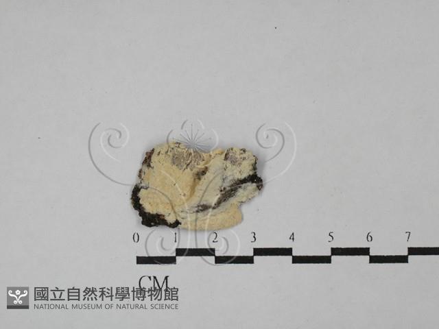登錄號:F0029193藏品圖，第1張