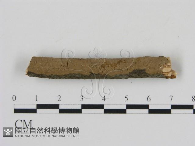 刺革菌屬藏品圖，第1張