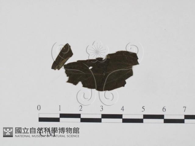 登錄號:F0019193藏品圖，第1張