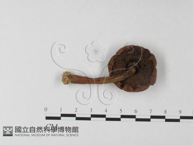 登錄號:F0013193藏品圖，第1張