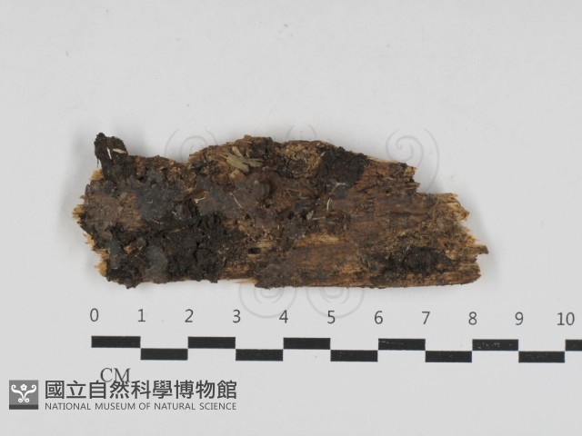 登錄號:F0033193藏品圖，第1張