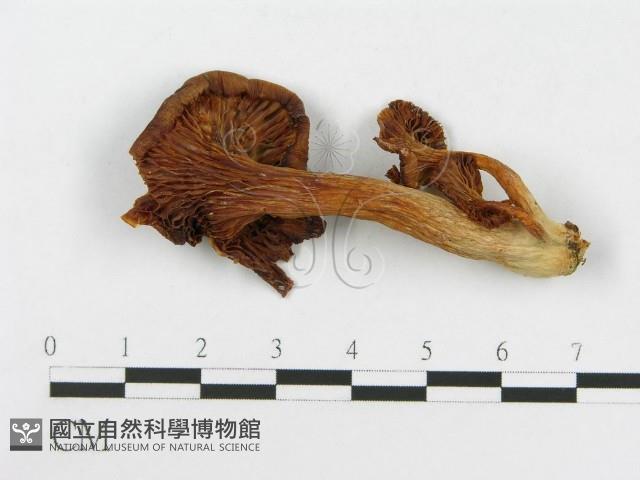 登錄號:F0008093藏品圖，第1張