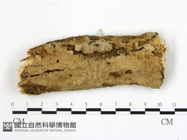 登錄號:F0020093藏品圖，第1張