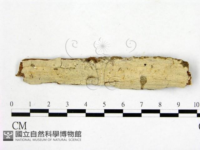 顯絲菌屬藏品圖，第1張