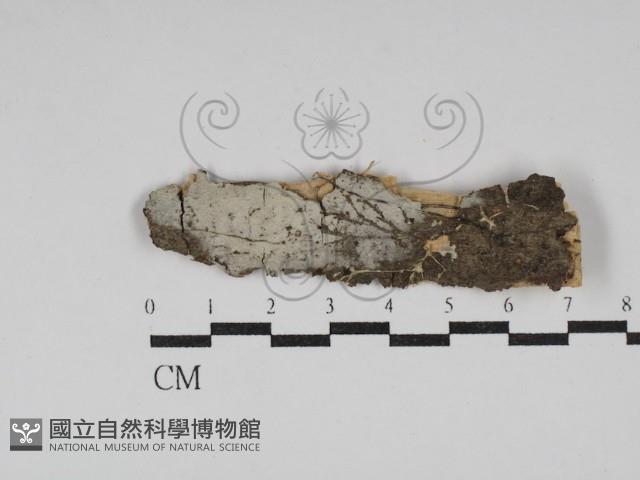 絲皮菌屬藏品圖，第1張