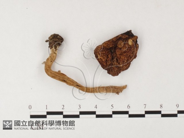 登錄號:F0026093藏品圖，第1張
