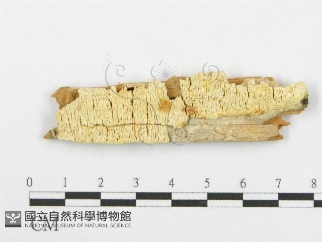 登錄號:F0006093藏品圖，第1張