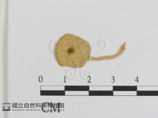 登錄號:F0016093藏品圖，第1張