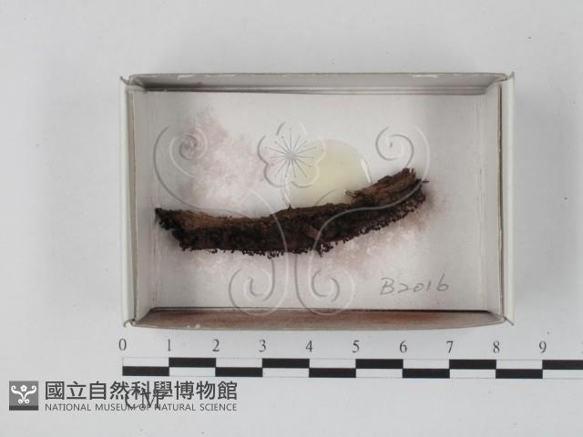 登錄號:F0021093藏品圖，第1張