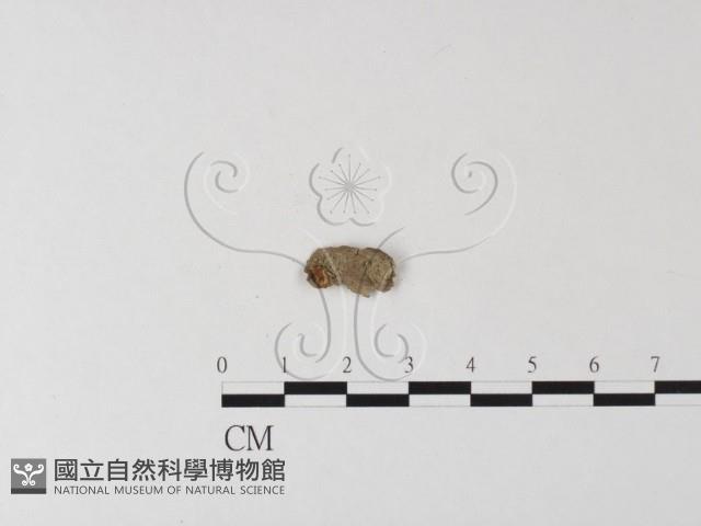 登錄號:F0011093藏品圖，第1張