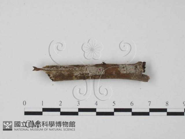 登錄號:F0004093藏品圖，第1張