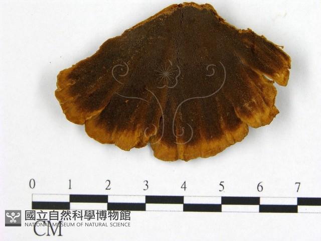 登錄號:F0014093藏品圖，第1張