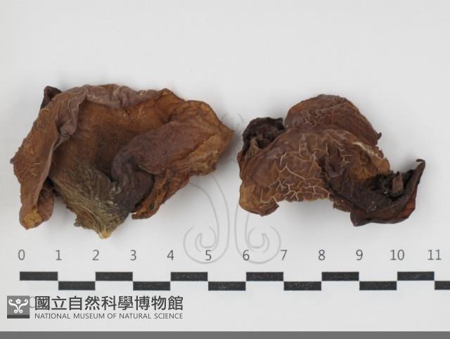 登錄號:F0034093藏品圖，第1張