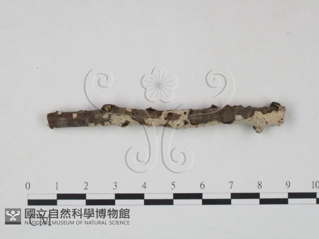 筍殼菌屬藏品圖，第1張