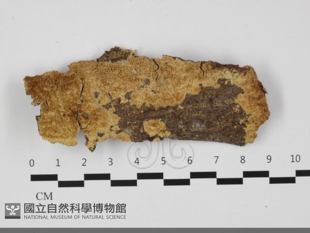 登錄號:F0032093藏品圖，第1張