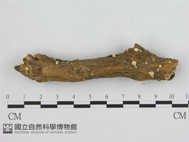 登錄號:F0017093藏品圖，第1張
