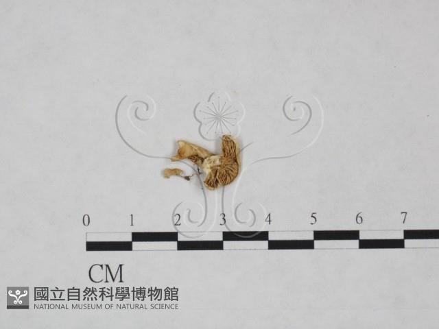 登錄號:F0025093藏品圖，第1張