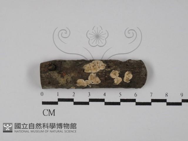 登錄號:F0029093藏品圖，第1張