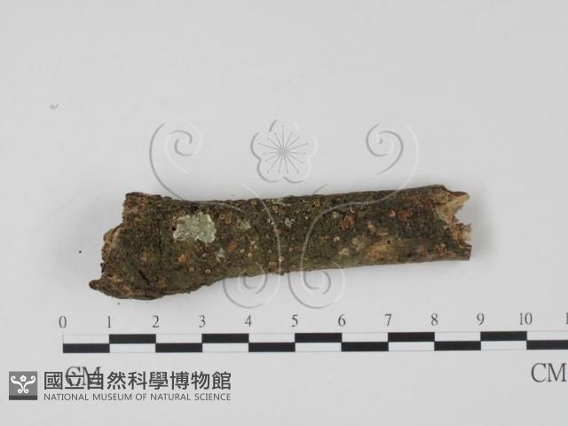 登錄號:F0009093藏品圖，第1張