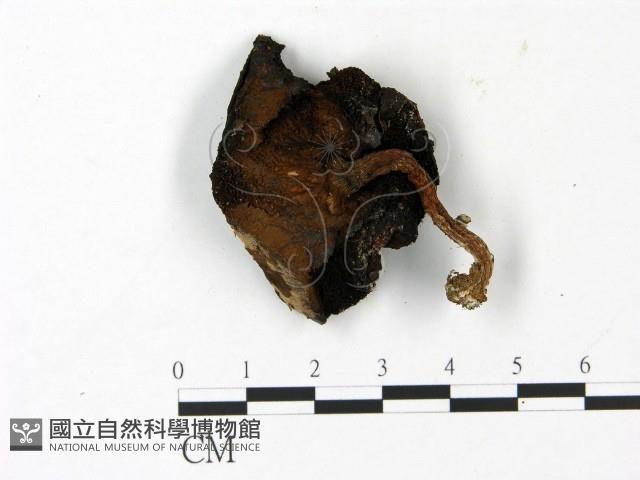 登錄號:F0023093藏品圖，第1張