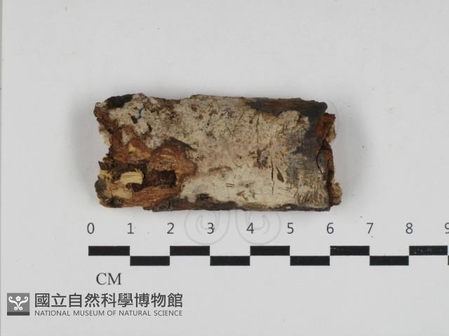 登錄號:F0033093藏品圖，第1張
