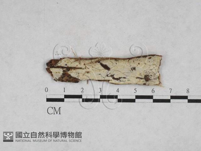 絲皮菌屬藏品圖，第1張