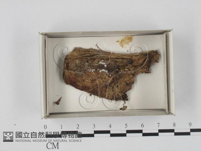 登錄號:F0018393藏品圖，第1張