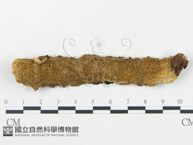 蠟孔菌屬藏品圖，第1張