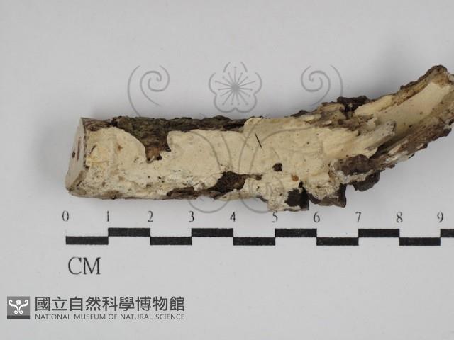 登錄號:F0030393藏品圖，第1張