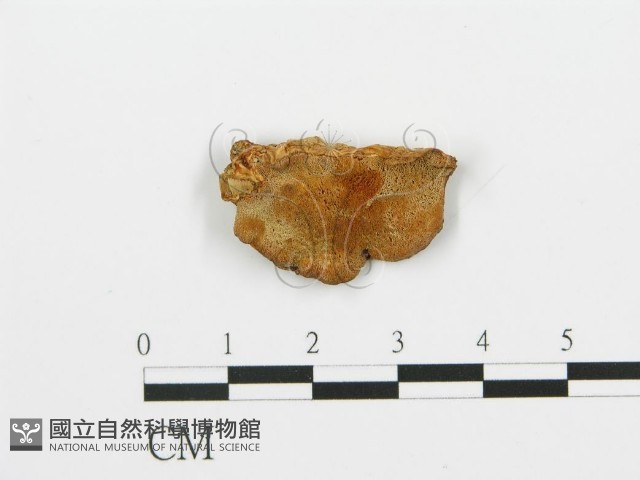 登錄號:F0006393藏品圖，第1張