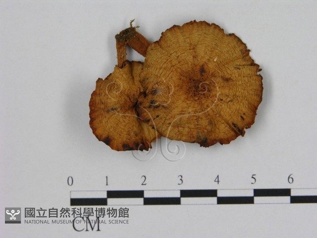 登錄號:F0016393藏品圖，第1張