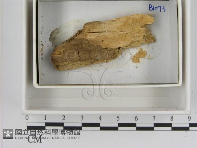 登錄號:F0021393藏品圖，第1張
