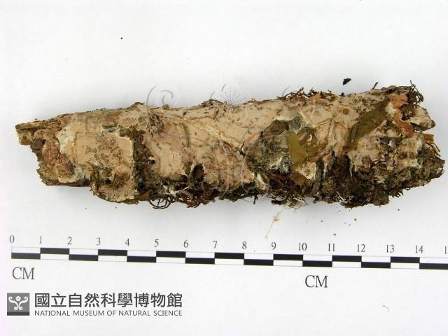 登錄號:F0001393藏品圖，第1張